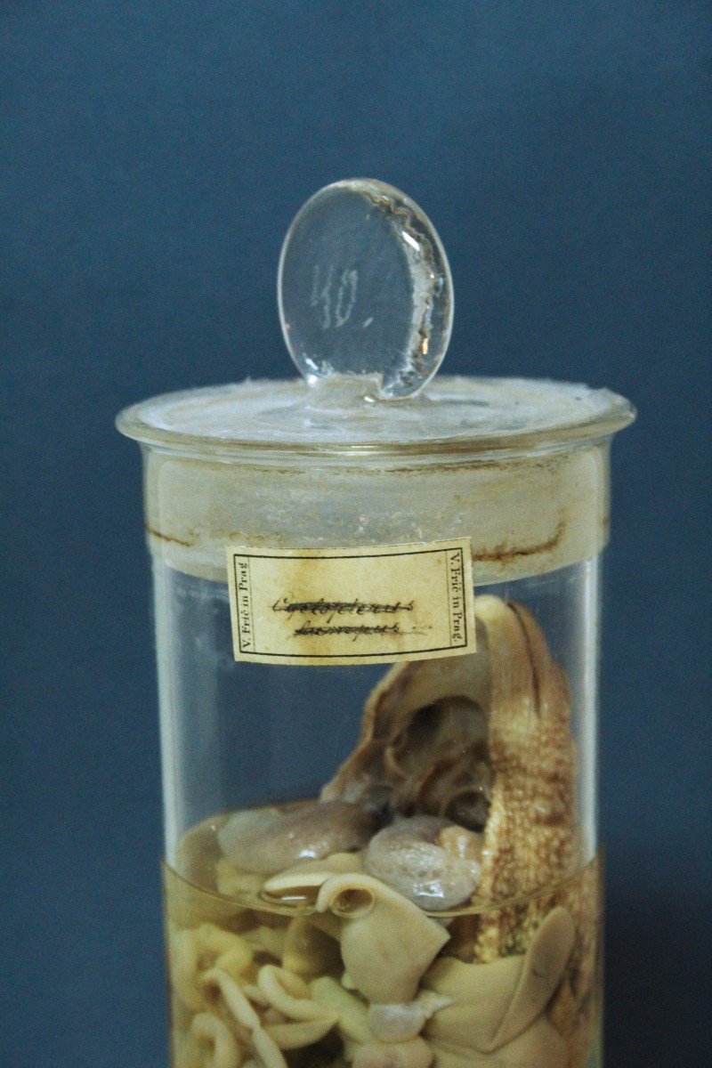 Clyclopterus Lumpus, Ancient Educational-museum Formalin Preparation, Václav Fric-photo-2