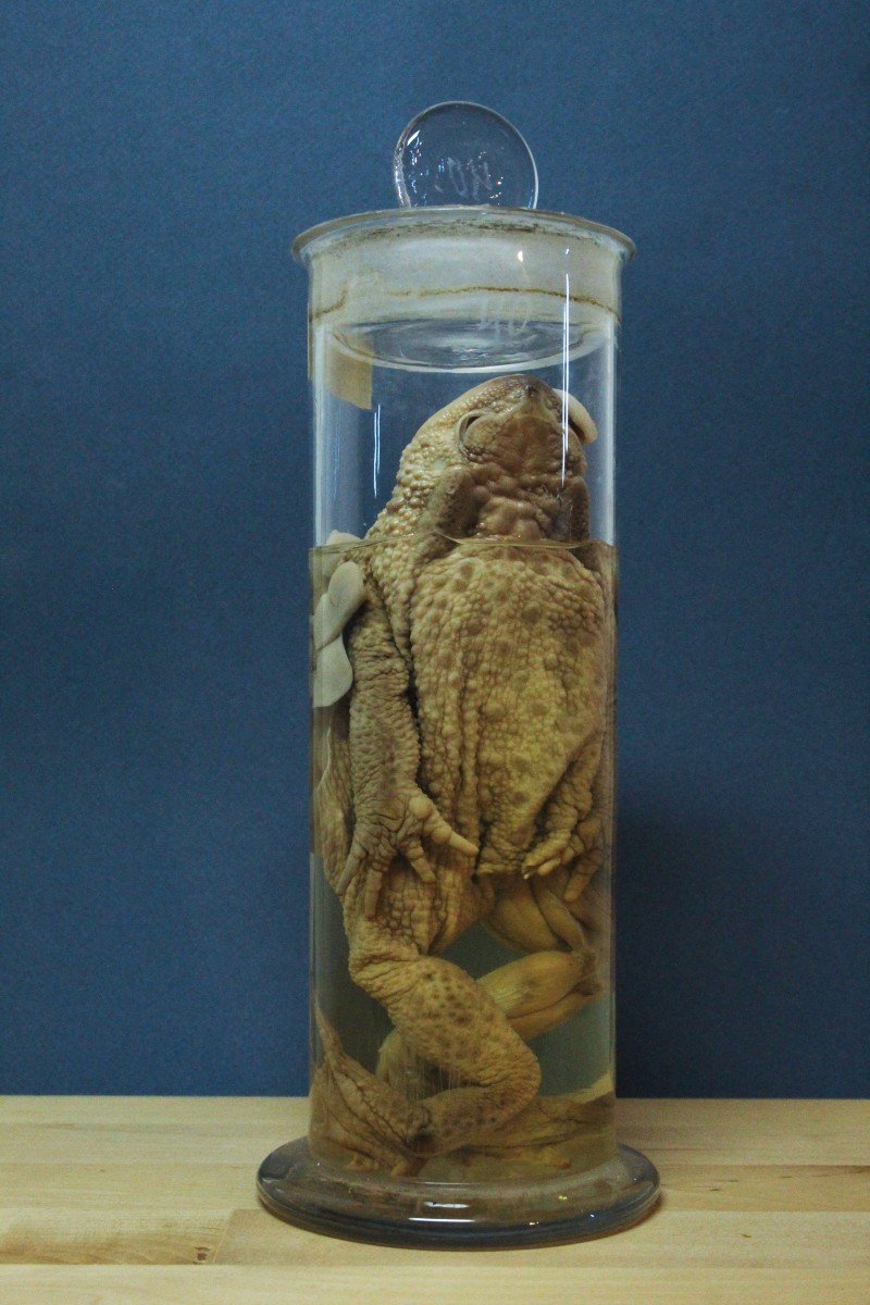 Clyclopterus Lumpus, Ancient Educational-museum Formalin Preparation, Václav Fric-photo-3