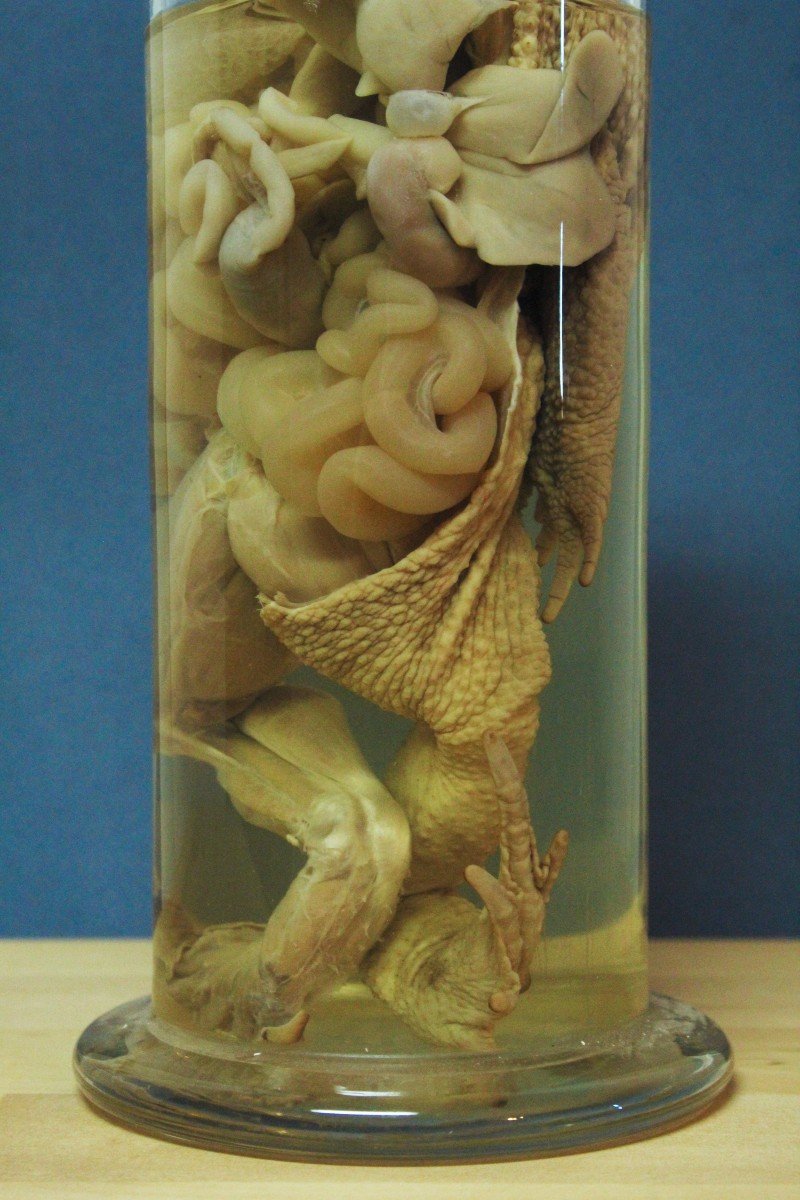 Clyclopterus Lumpus, Ancient Educational-museum Formalin Preparation, Václav Fric-photo-4
