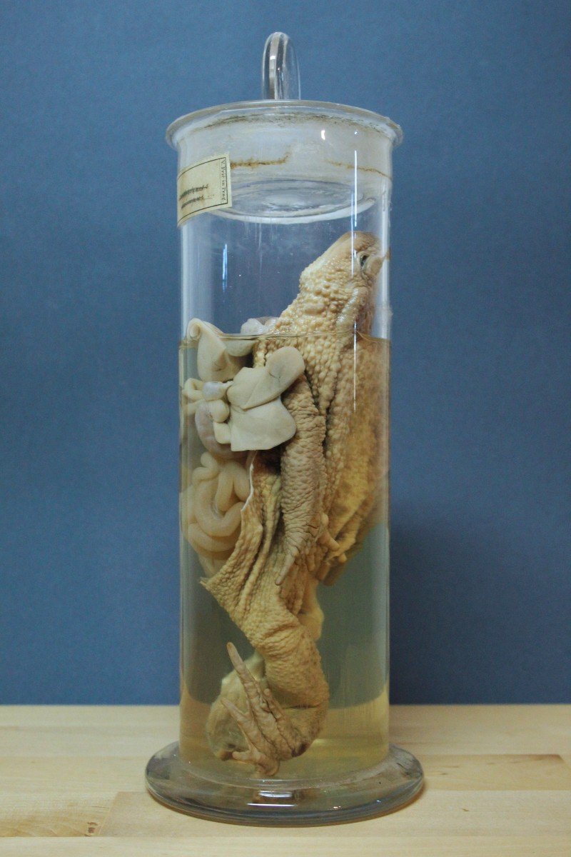 Clyclopterus Lumpus, Ancient Educational-museum Formalin Preparation, Václav Fric-photo-1