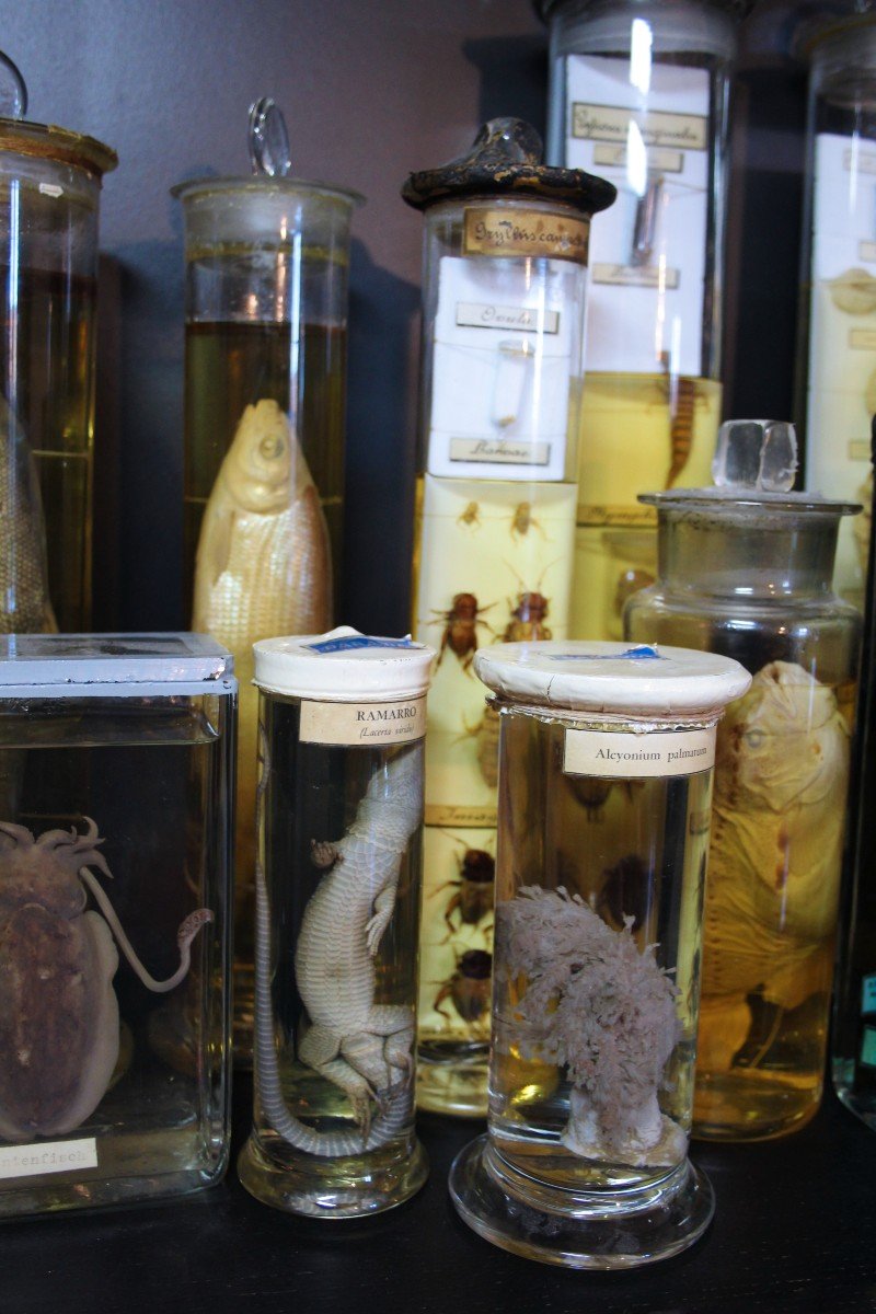 Clyclopterus Lumpus, Ancient Educational-museum Formalin Preparation, Václav Fric-photo-4