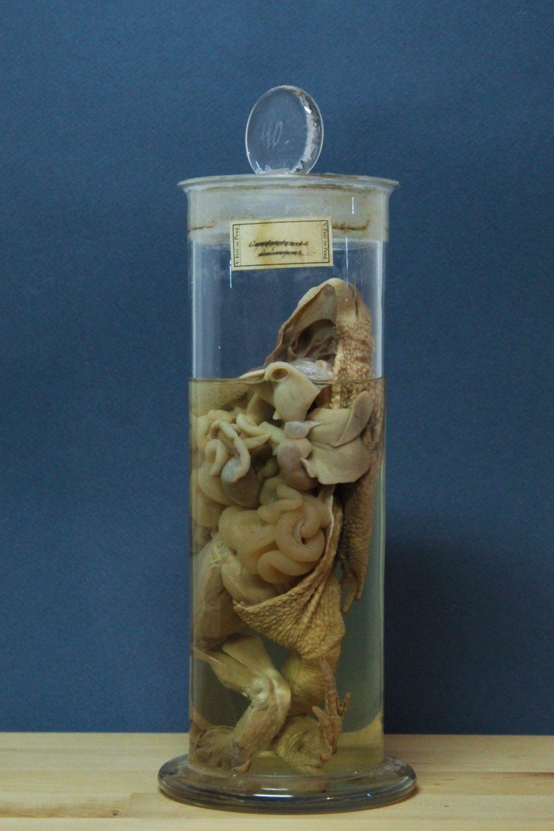 Clyclopterus Lumpus, Ancient Educational-museum Formalin Preparation, Václav Fric