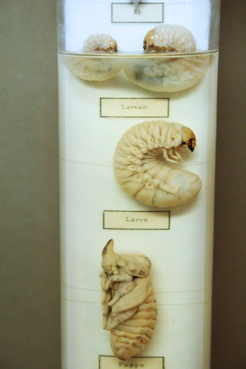Oryctes Nasicornis, Ancienne Préparation De Formol Pour Musée Pédagogique, Marque V. Fric-photo-3