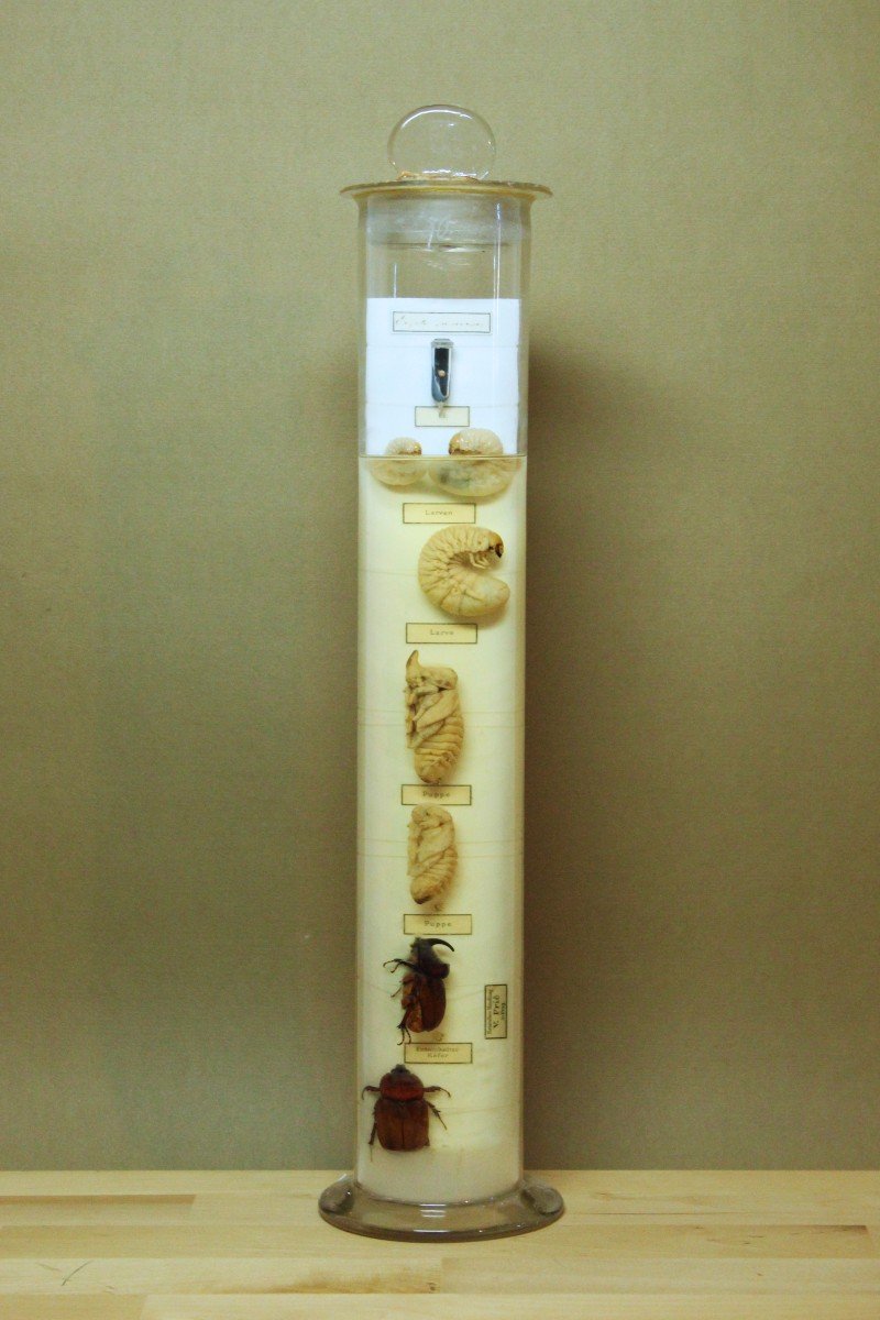 Oryctes Nasicornis, Ancienne Préparation De Formol Pour Musée Pédagogique, Marque V. Fric