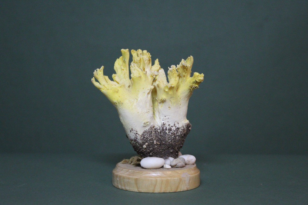 Champignon Ramaria Flavobrunnescens, Modèle éducatif De Collection Botanique Vintage-photo-4