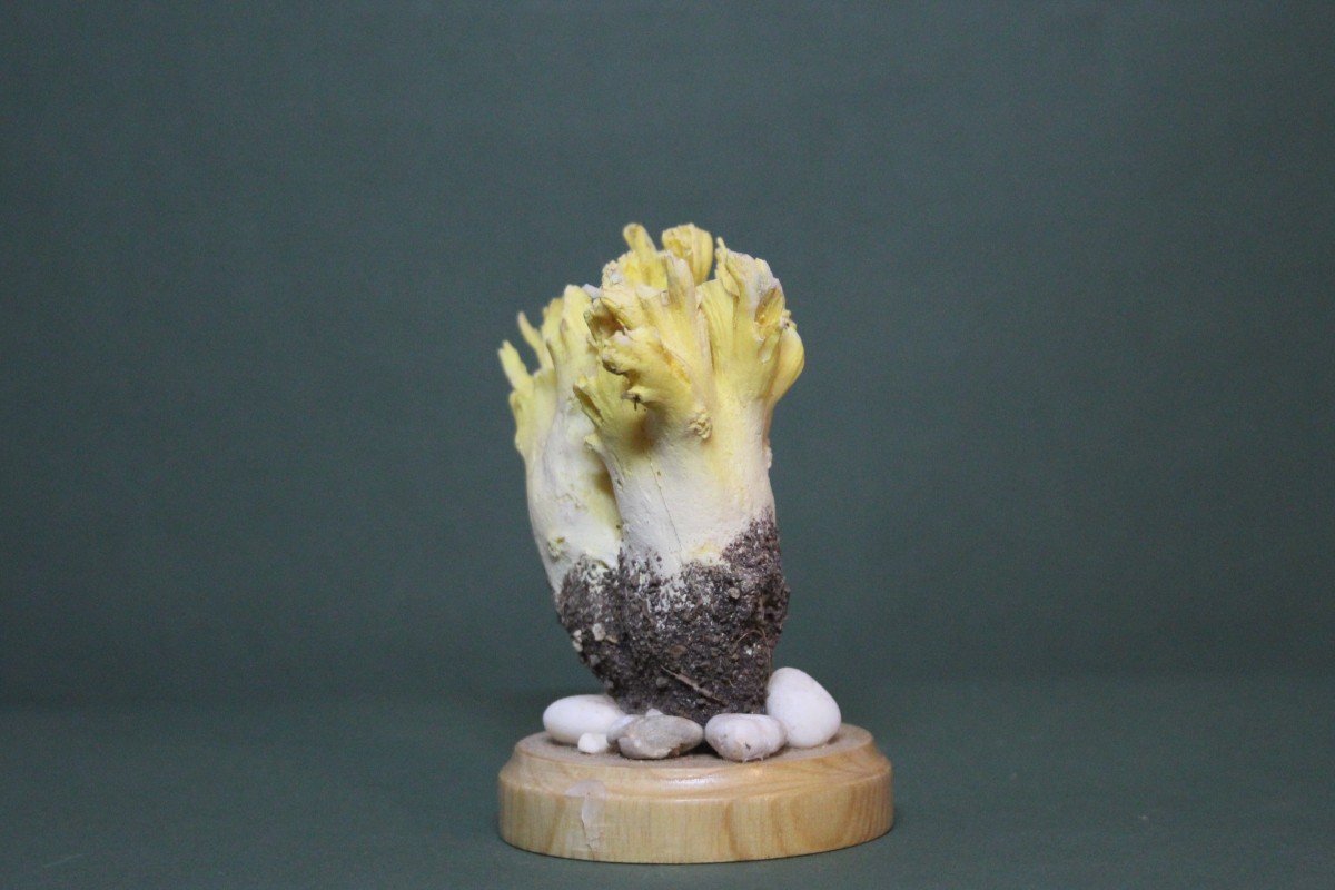 Champignon Ramaria Flavobrunnescens, Modèle éducatif De Collection Botanique Vintage-photo-1
