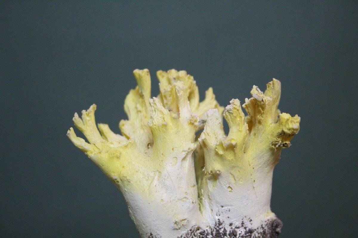 Champignon Ramaria Flavobrunnescens, Modèle éducatif De Collection Botanique Vintage-photo-2