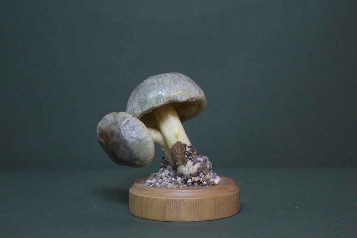 Champignons Cortinarius Croceus, Modèle éducatif De Collection Botanique Vintage-photo-2