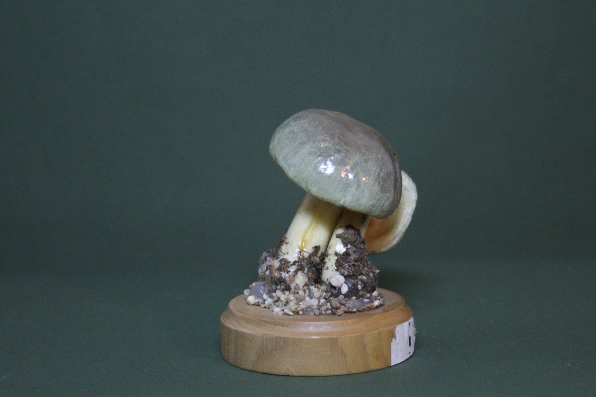Champignons Cortinarius Croceus, Modèle éducatif De Collection Botanique Vintage-photo-4