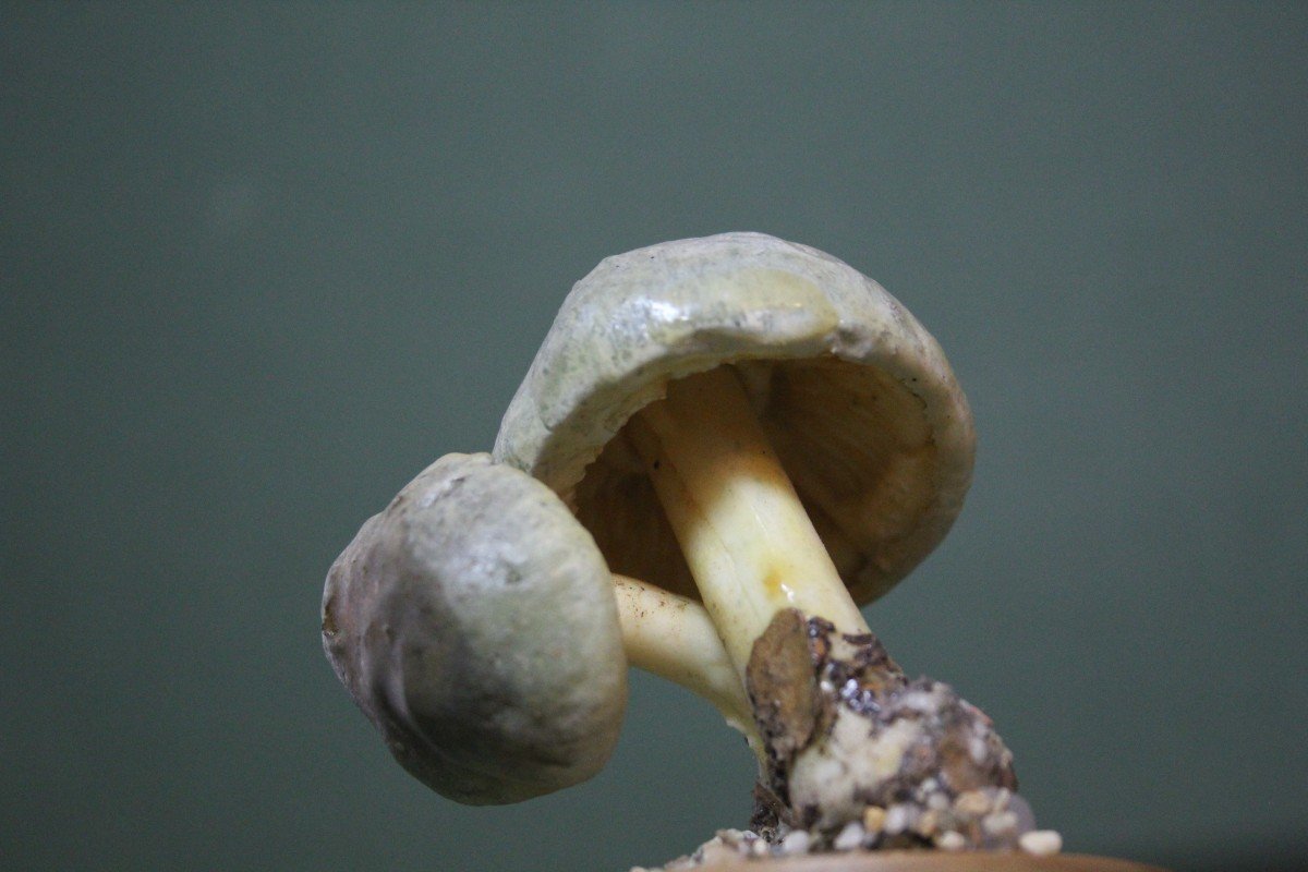 Champignons Cortinarius Croceus, Modèle éducatif De Collection Botanique Vintage-photo-1