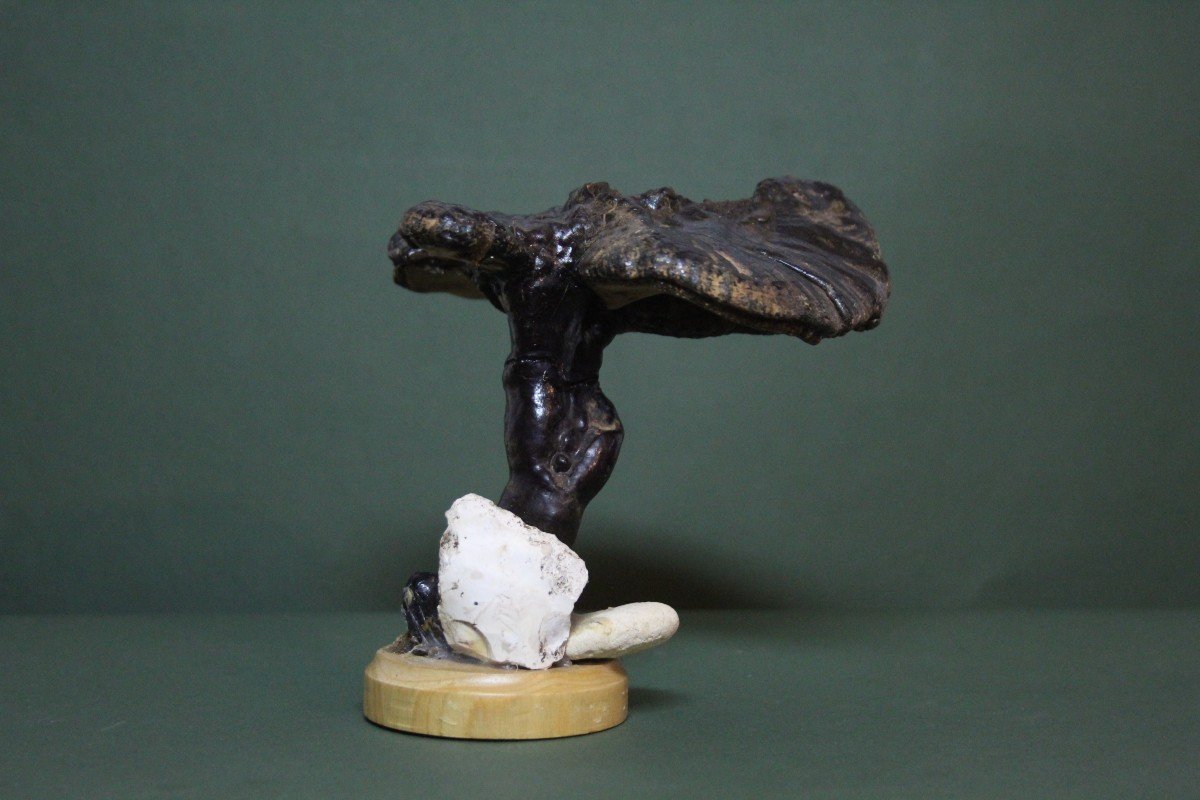 Champignon Fomes Fomentarius, Modèle éducatif De Collection Botanique Vintage-photo-3