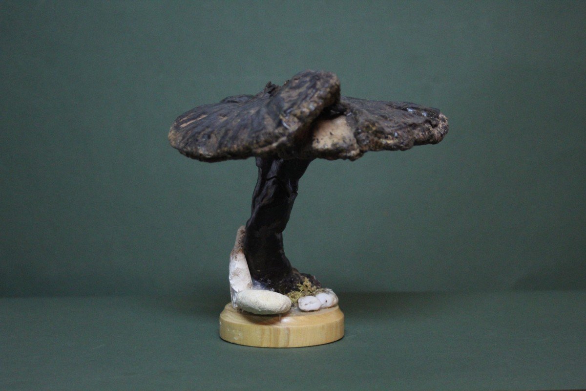Champignon Fomes Fomentarius, Modèle éducatif De Collection Botanique Vintage-photo-4