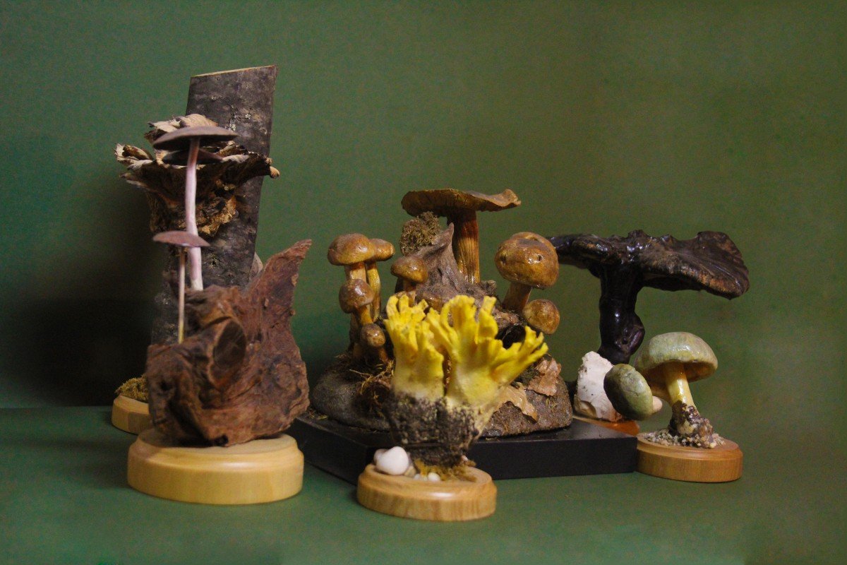 Champignon Fomes Fomentarius, Modèle éducatif De Collection Botanique Vintage-photo-4