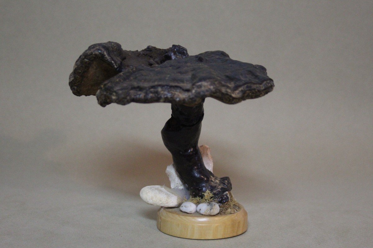 Champignon Fomes Fomentarius, Modèle éducatif De Collection Botanique Vintage