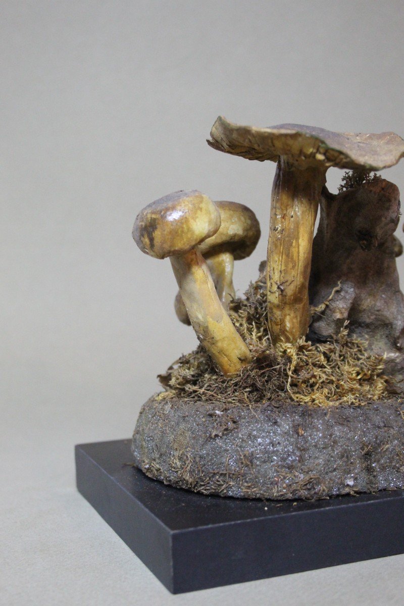 Cortinarius Splendens Mushrooms, Vintage Botanical Collectible Educational Model-photo-1