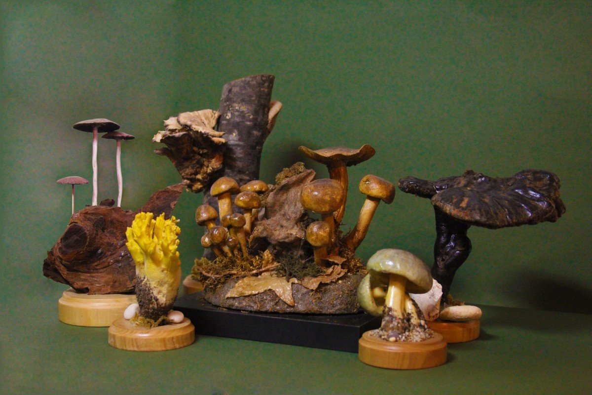 Cortinarius Splendens Mushrooms, Vintage Botanical Collectible Educational Model-photo-3