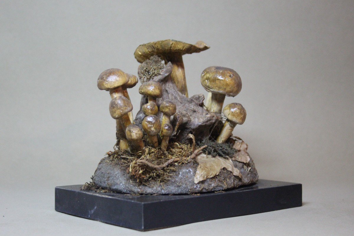Cortinarius Splendens Mushrooms, Vintage Botanical Collectible Educational Model