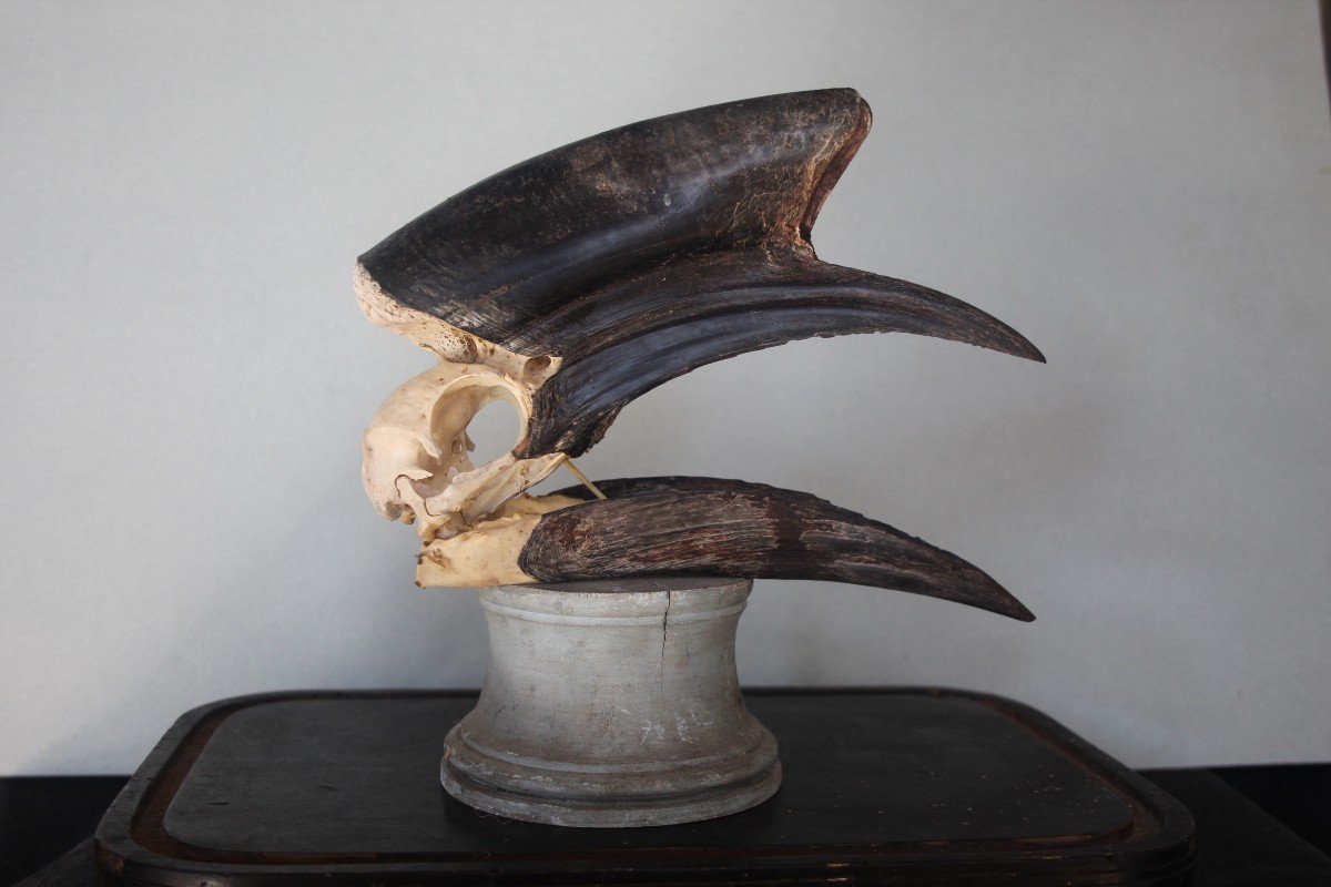 Hornbill Skull, Taxidermy-photo-2