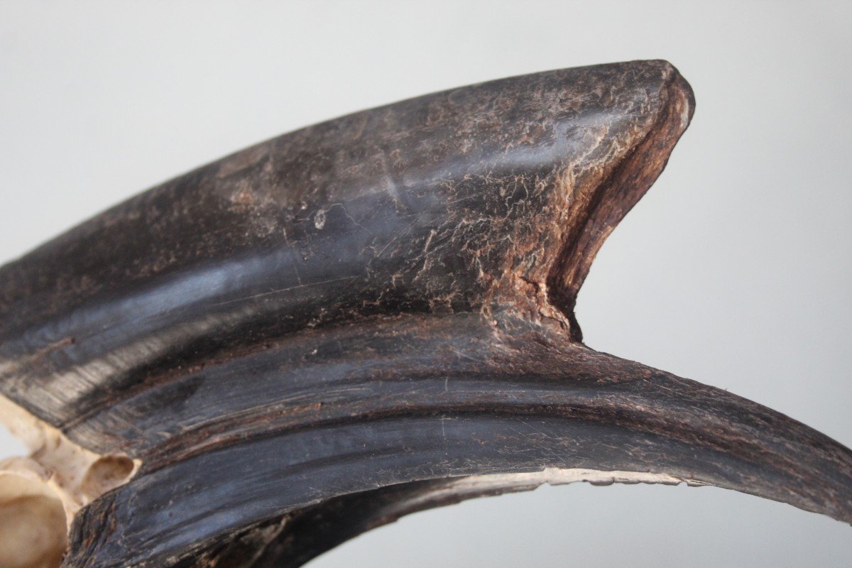 Hornbill Skull, Taxidermy-photo-4