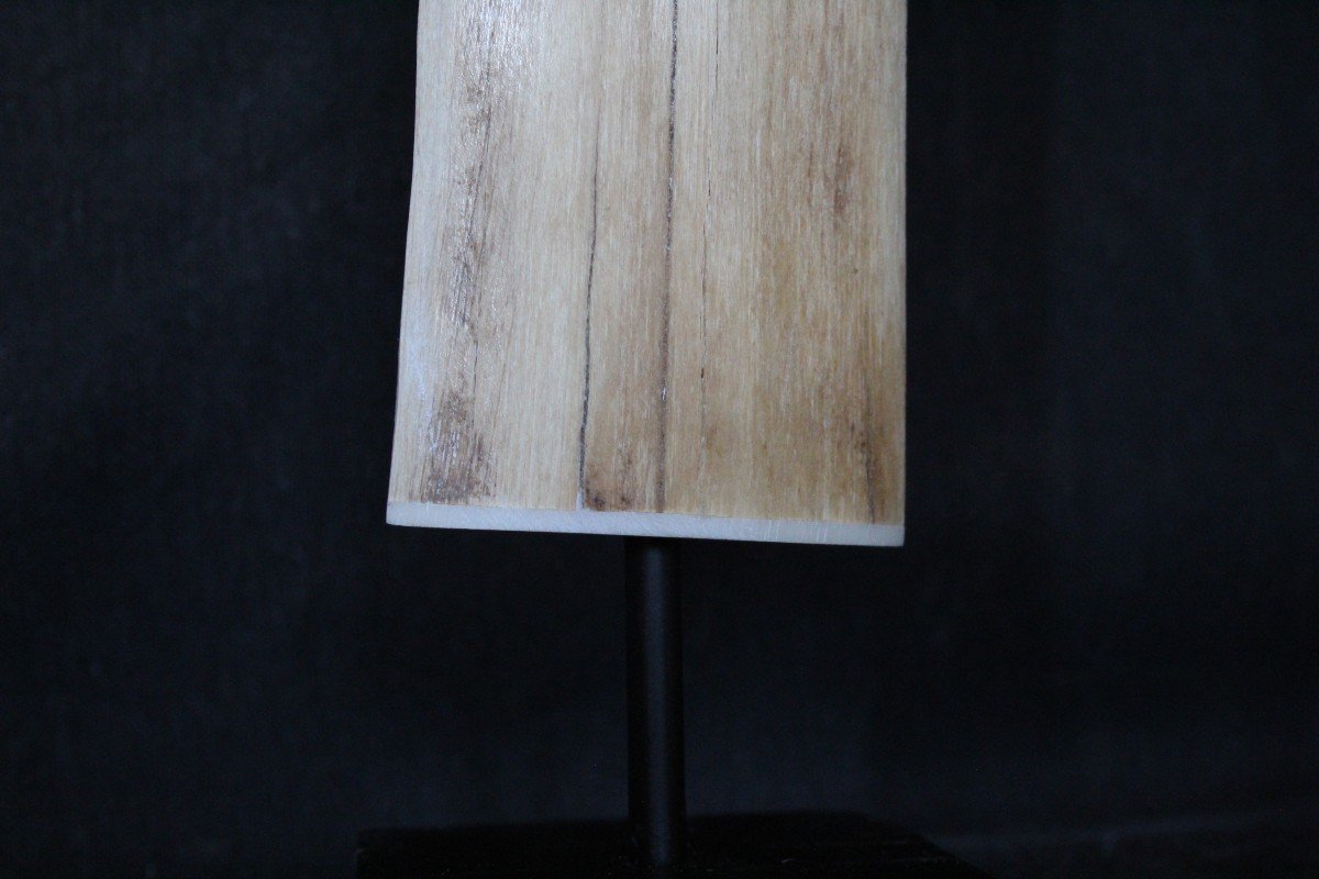 Swordfish Rostrum, 72 Cm, On Wooden Stand. Naturalia, Wunderkammer-photo-2