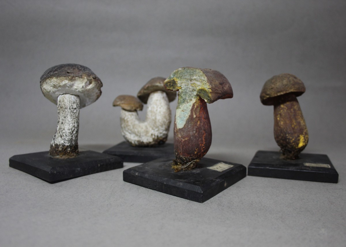 2 Modèles Mycologiques Du 19ème Siècle