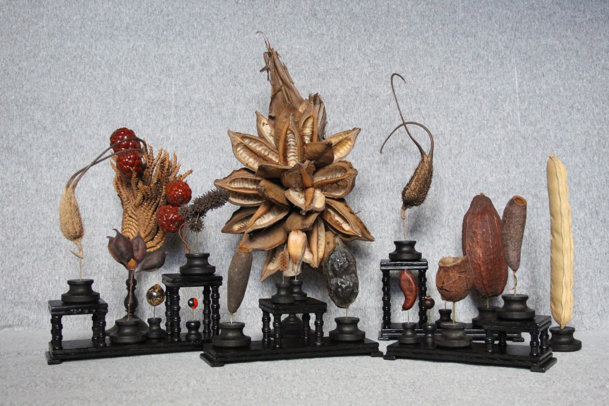 Collection De 19 Graines Rares Du Monde