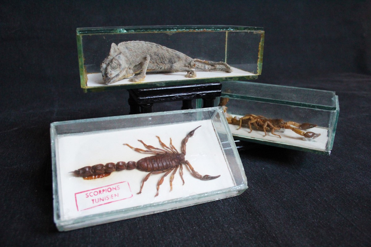 Set Of 3 Display Cases, Mummified Chameleon And Scorpions-photo-3