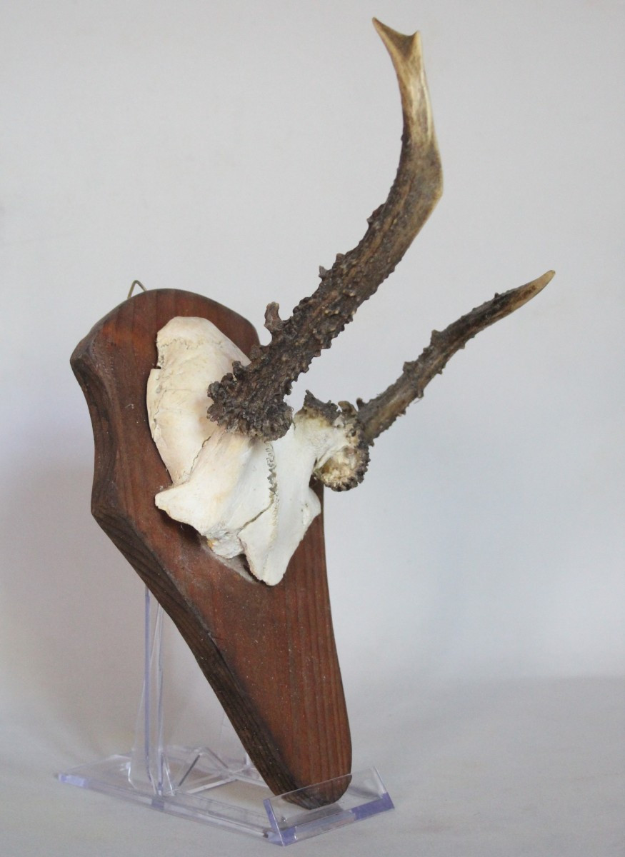 Collection Of 6 Deer Antlers With Deformations-photo-3