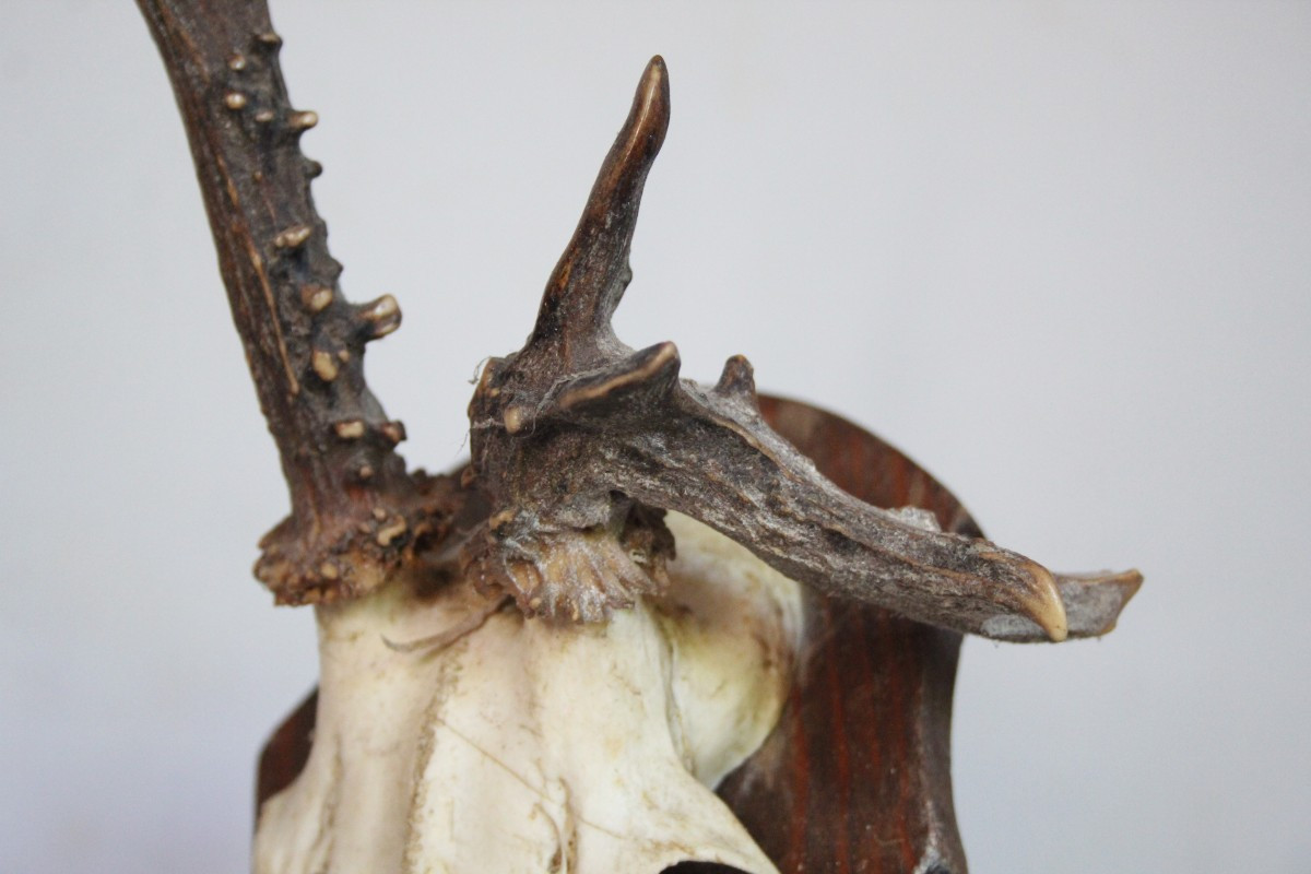 Collection Of 6 Deer Antlers With Deformations-photo-6