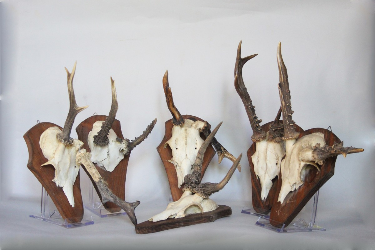 Collection Of 6 Deer Antlers With Deformations