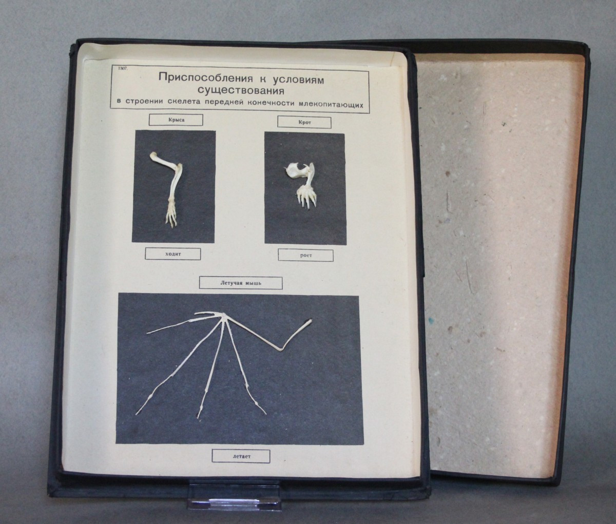 Vintage Educational Display Case – Anatomical Model Of Mammal Limbs Ussr 1981-photo-2