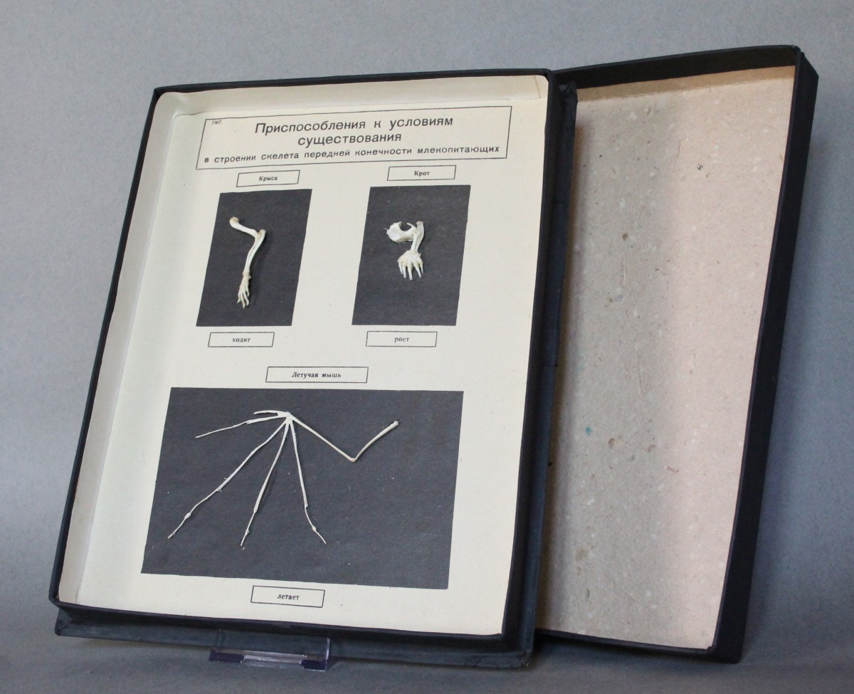 Vintage Educational Display Case – Anatomical Model Of Mammal Limbs Ussr 1981-photo-3
