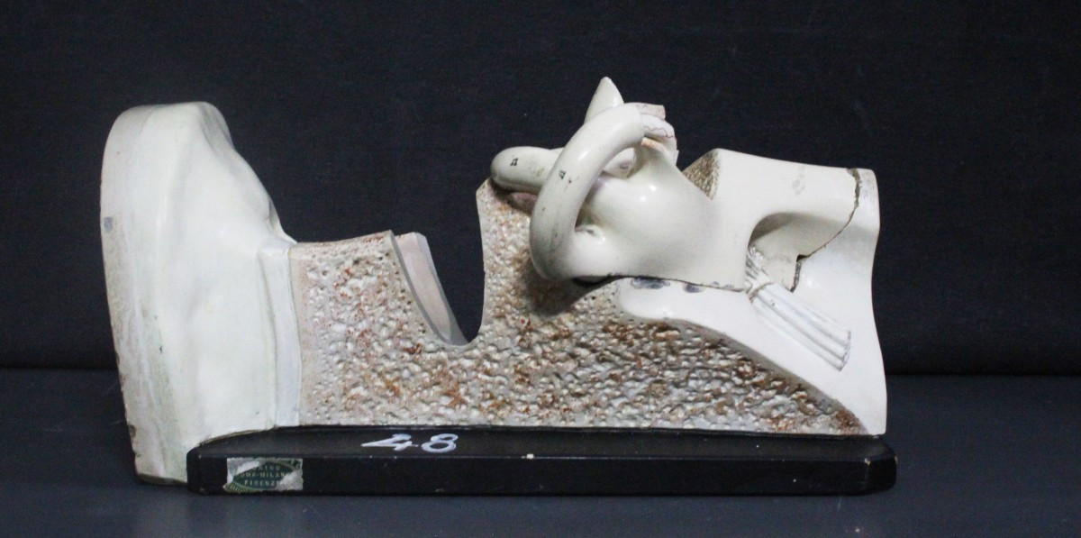 Oreille, modèle anatomique ancien, première moitié du XXe siècle, Paravia-photo-2