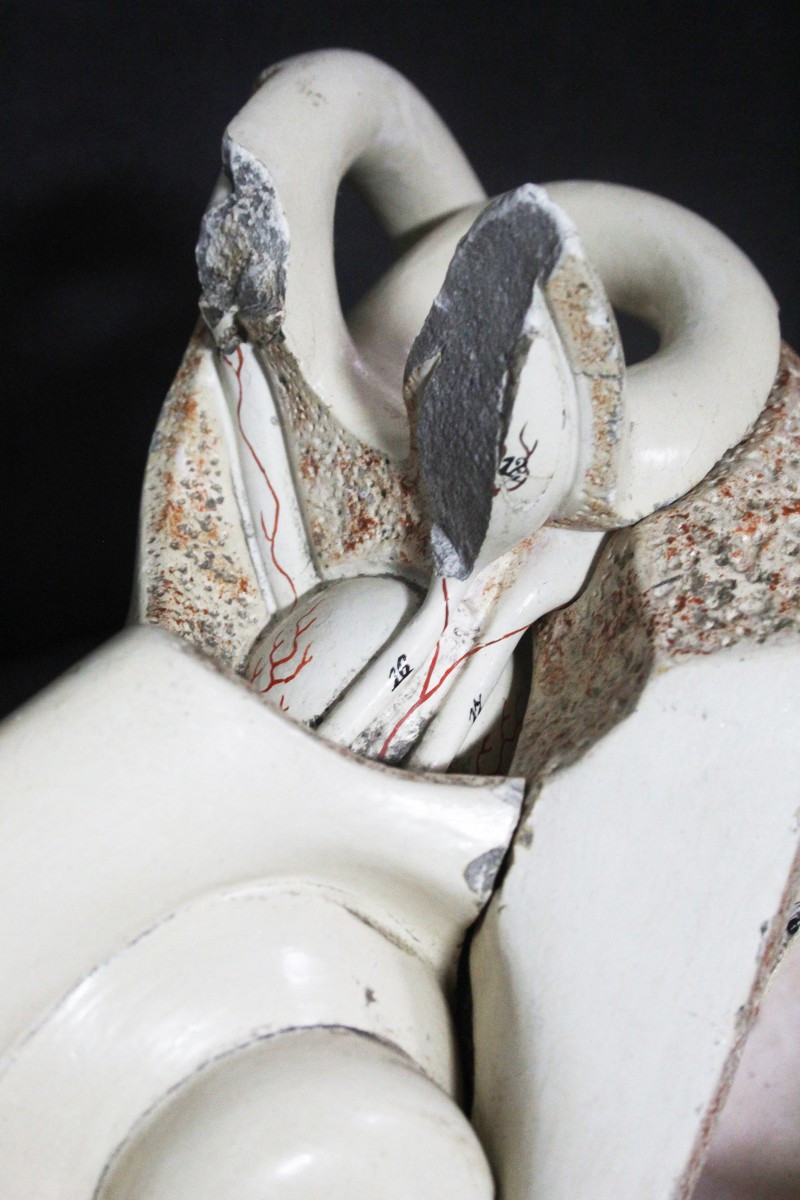 Oreille, modèle anatomique ancien, première moitié du XXe siècle, Paravia-photo-3