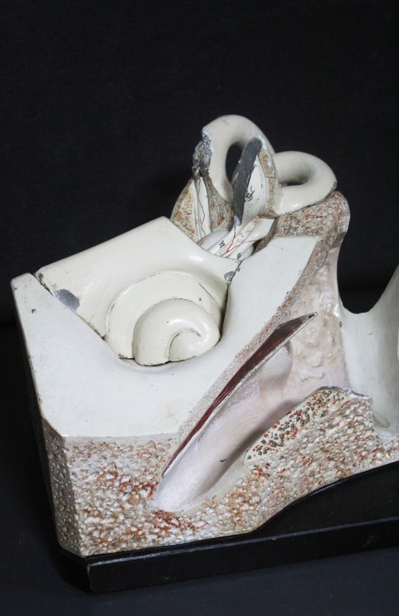 Oreille, modèle anatomique ancien, première moitié du XXe siècle, Paravia-photo-1