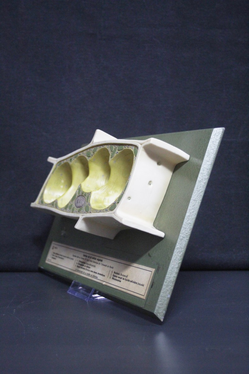 Modèle pédagogique vintage Somso, cellules végétales-photo-2