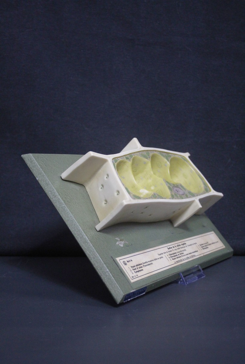 Modèle pédagogique vintage Somso, cellules végétales-photo-3