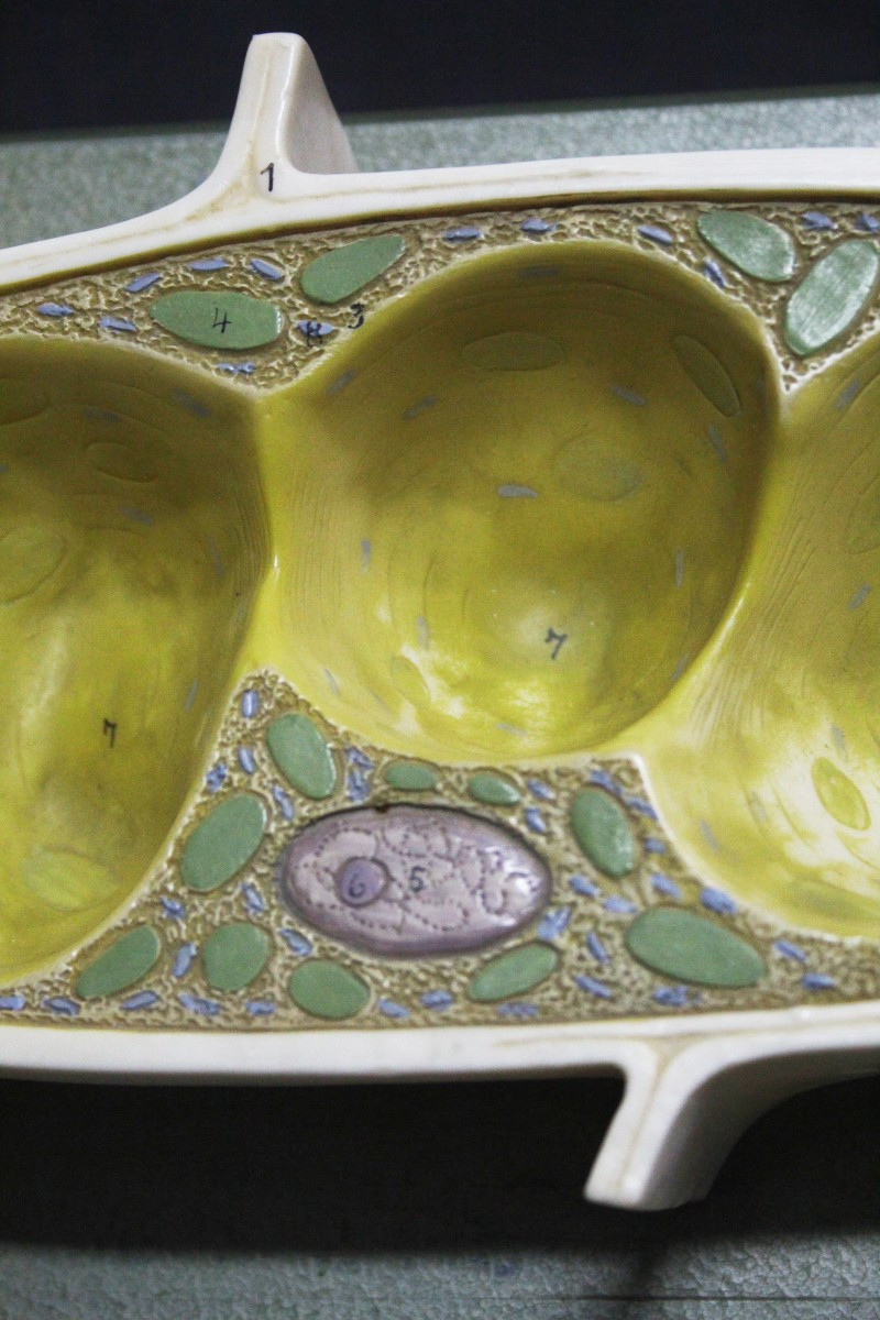 Modèle pédagogique vintage Somso, cellules végétales-photo-4