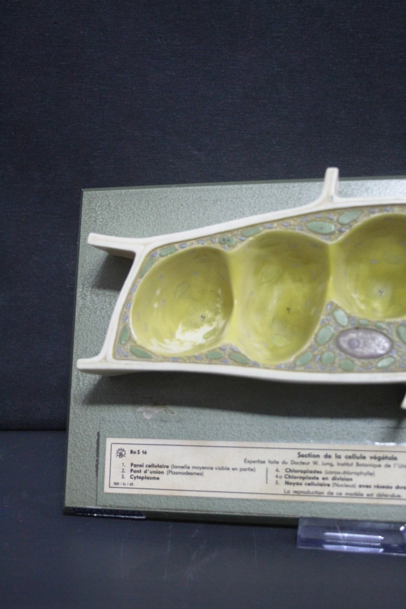 Modèle pédagogique vintage Somso, cellules végétales-photo-1
