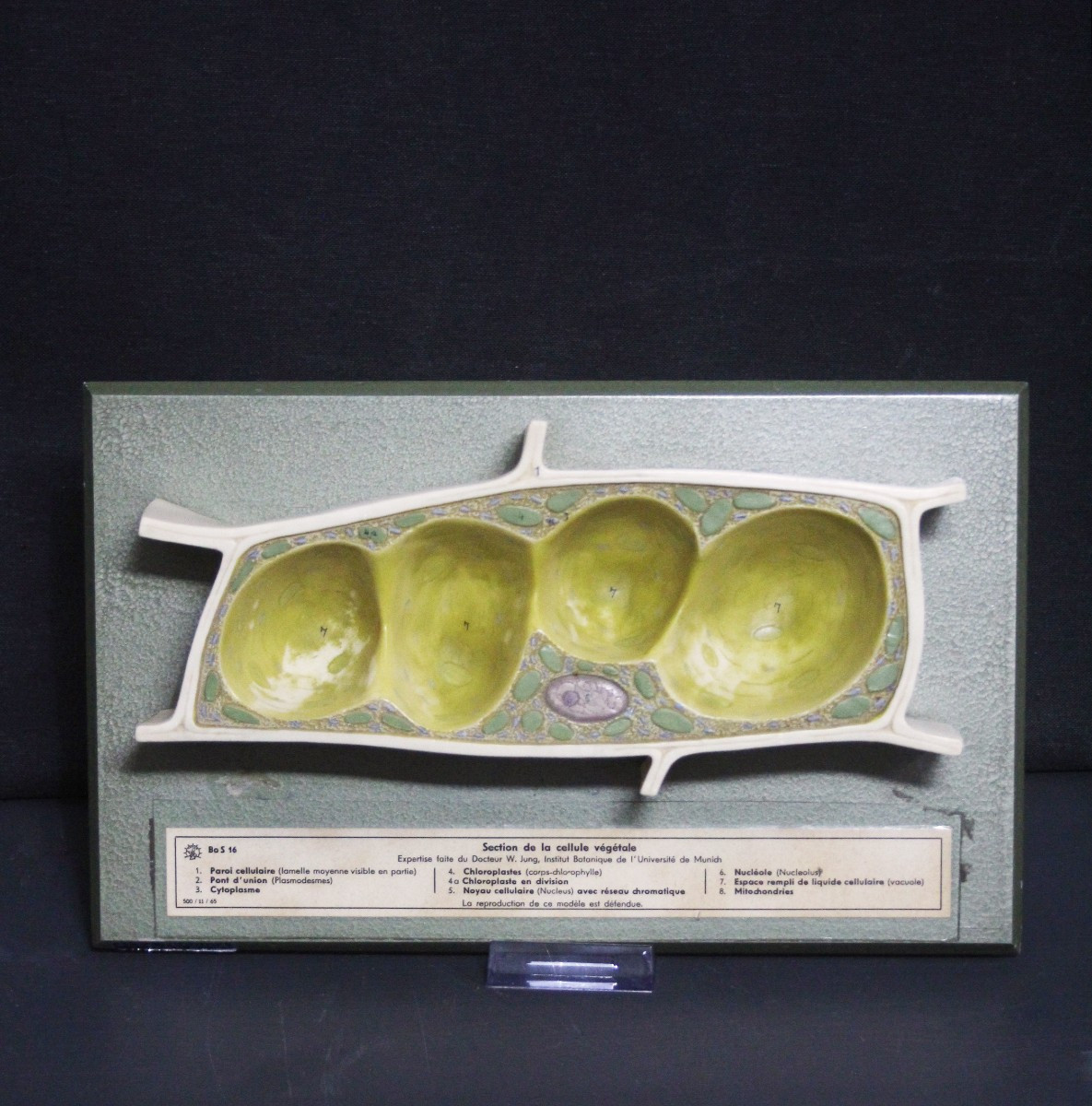 Modèle pédagogique vintage Somso, cellules végétales