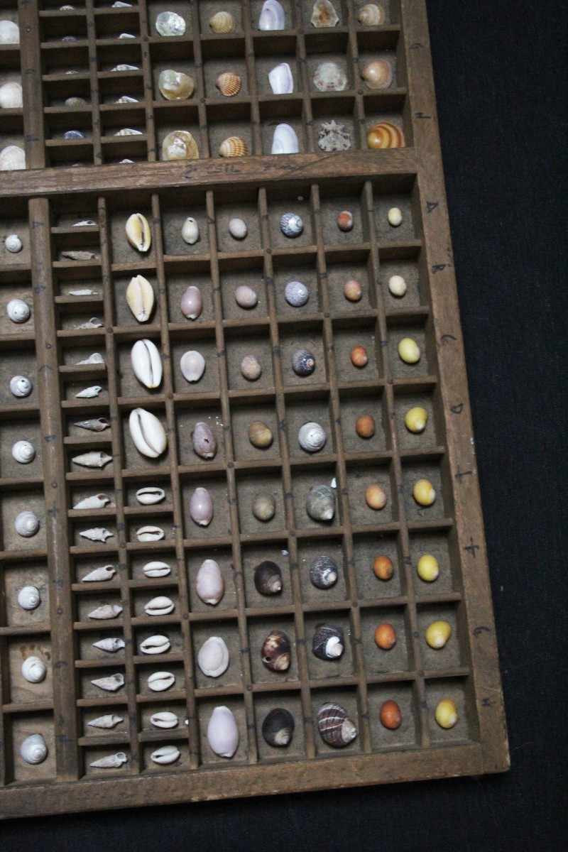 Grande collection de coquillages dans un tiroir typographique vintage-photo-2
