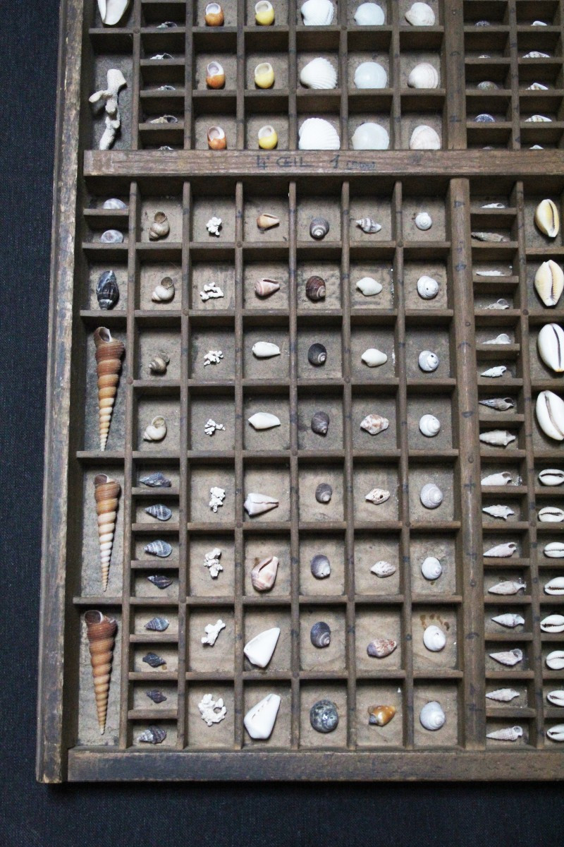 Grande collection de coquillages dans un tiroir typographique vintage-photo-2