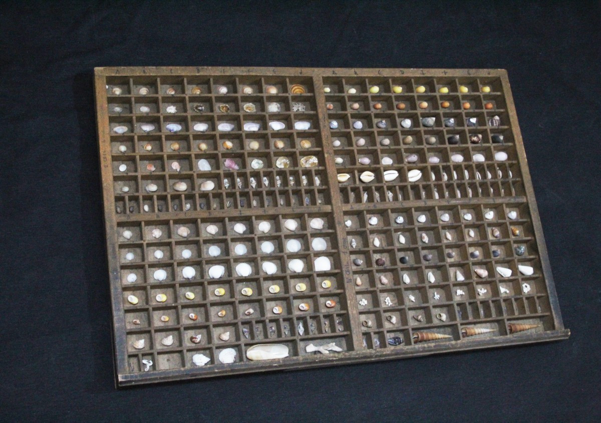 Grande collection de coquillages dans un tiroir typographique vintage-photo-3