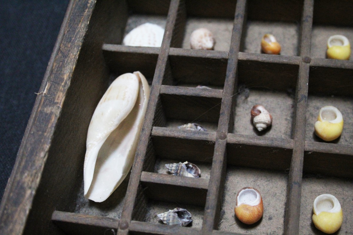 Grande collection de coquillages dans un tiroir typographique vintage-photo-6