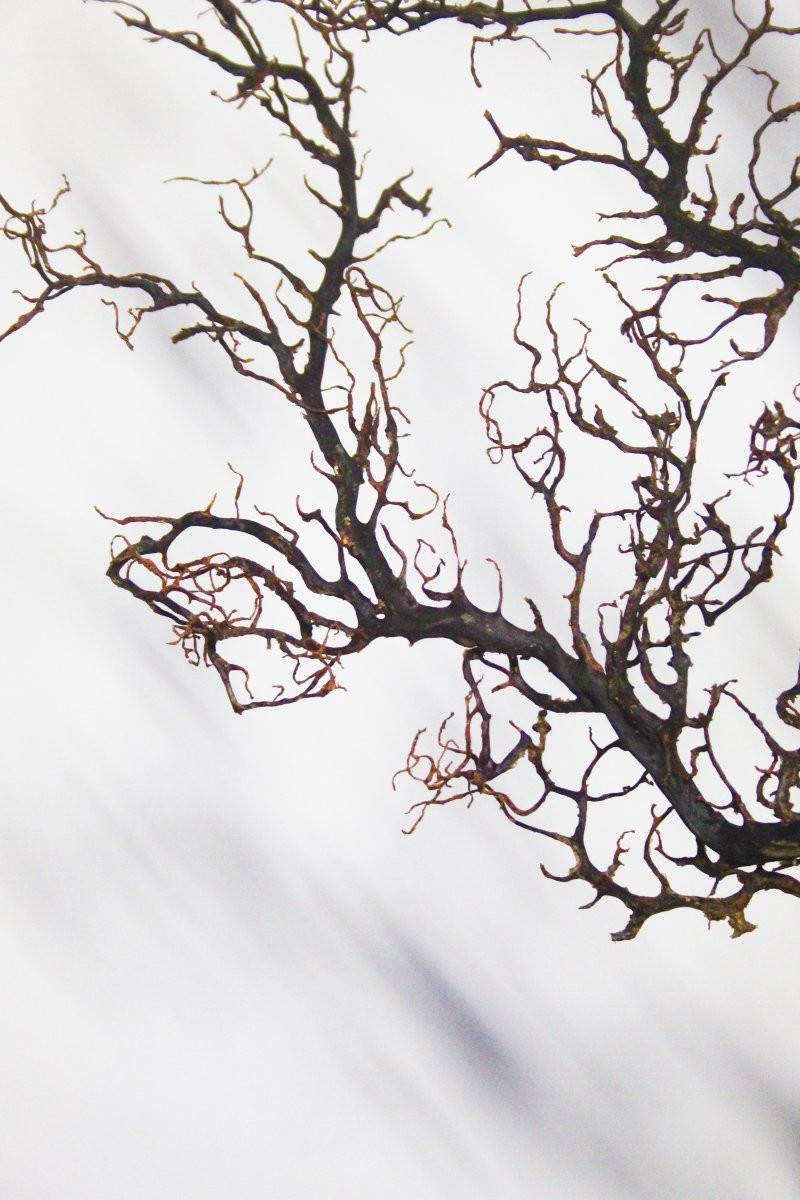 Gorgone noire sur piédestal-photo-3