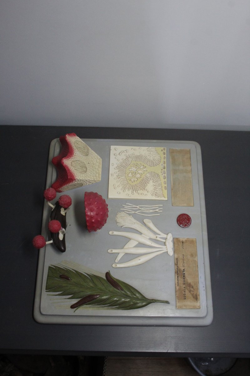 Vintage Botanical Teaching Model Paravia – Segale Cornuta-photo-2
