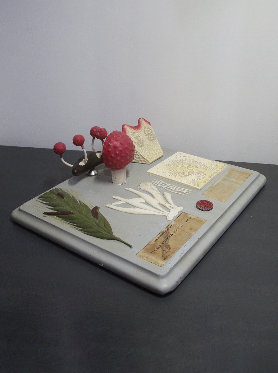 Vintage Botanical Teaching Model Paravia – Segale Cornuta-photo-3