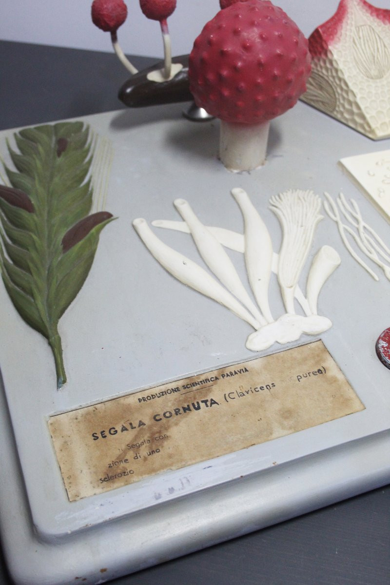Vintage Botanical Teaching Model Paravia – Segale Cornuta-photo-4