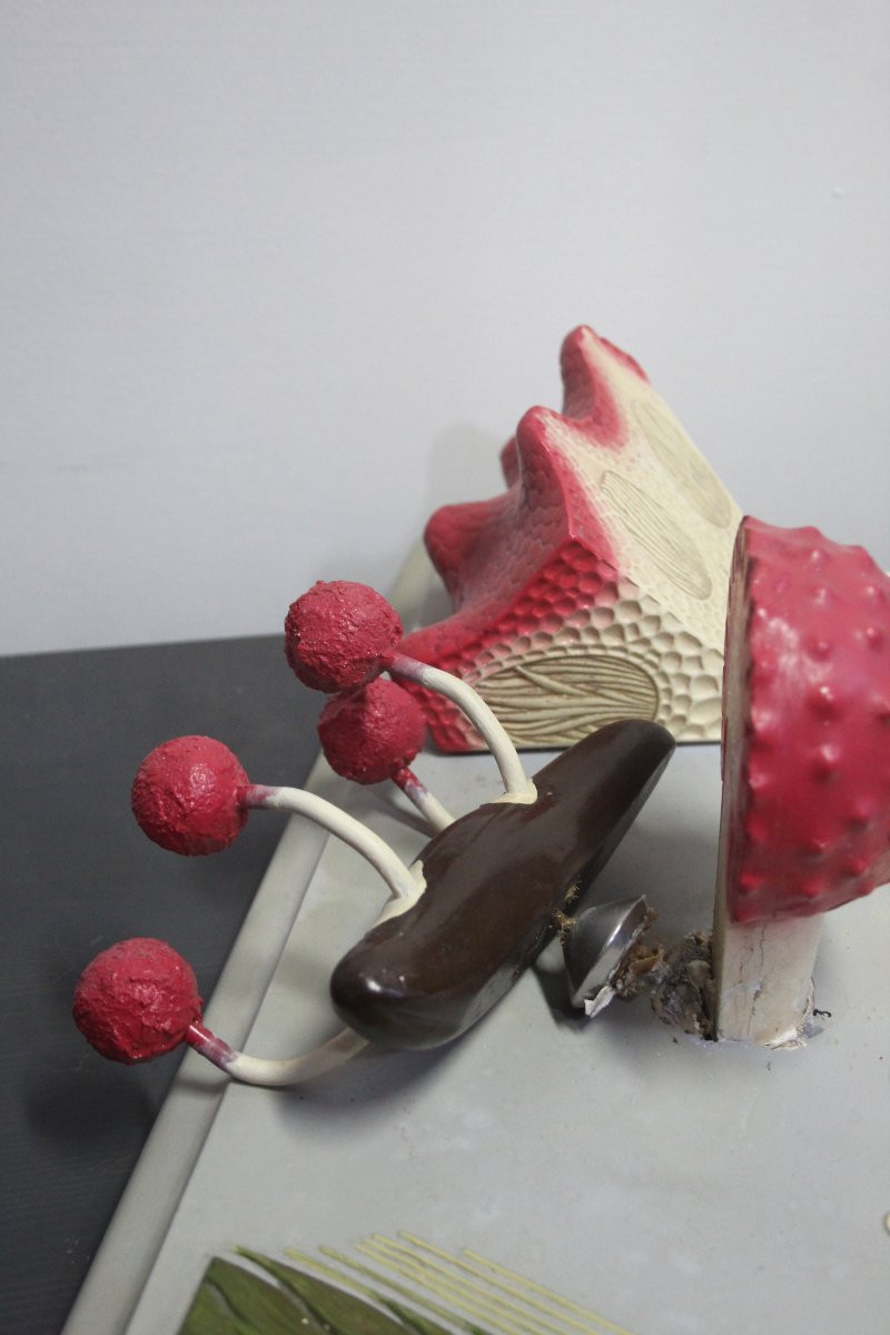 Vintage Botanical Teaching Model Paravia – Segale Cornuta-photo-4