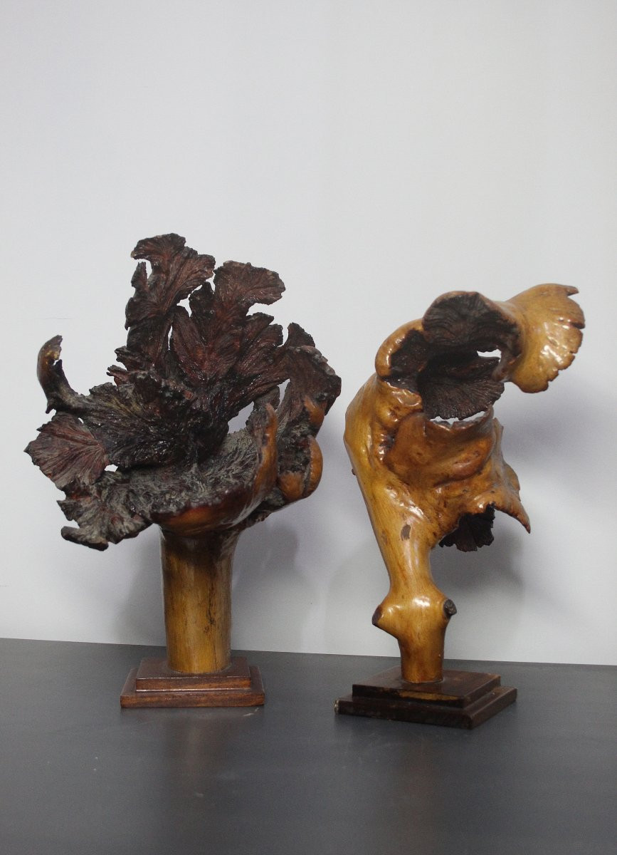 Sculptures naturelles, loupe – Formations organiques spontanées-photo-4